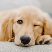 This Golden Retriever Cools Off During His Walk By Lying Down On His Puddle Bed