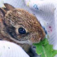 This Woman’s Story Tells about the Joy and Sadness of Adopting a Baby Rabbit from the Wild