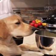 Thoughtful Chef Dog Makes Tea and Muffins for Dad, Who Is Busy Working at Home