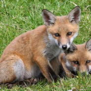 Two Fox Cubs Playing with a Ball Is a Source of Happiness for Us All