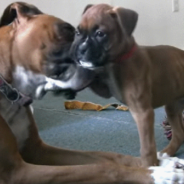 Watch A Beautiful Boxer Mom Care For Her Puppies