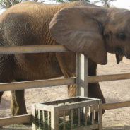 Wildlife Experts Push For A Ban On Elephants In Zoos