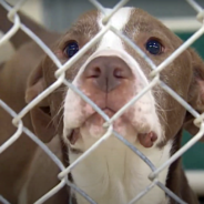 With Many Shelters At Capacity, Family Shows How Crucial It Is To Foster Animals