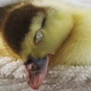 Woman Adopts Tiny Duckling That Was Rejected By Her Mother