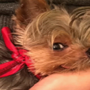 Woman Rescues Tiny Dog From Puppy Mill And Discovers She Quacks Like A Duck