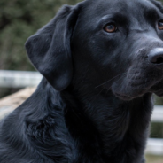 Woman Spots Neighbor Playing With Her Dog Through The Fence