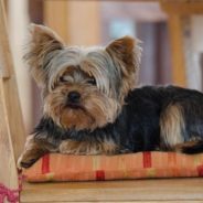 Yorkie Named Rex Reunited With Owner 11 Years After He Was Stolen