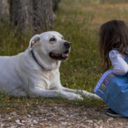 10 Dog Breeds that Are Good with Babies and Kids