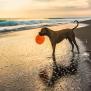 15 Best Dog-Friendly Beaches