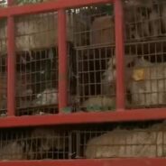 386 Dogs Rescued Just In Time From Truck Heading To China’s Yulin Dog Meat Festival