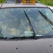 47 Cats Are Rescued From Sweltering Hot Car At Rest Stop