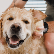 6 tips for washing your dog