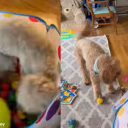 A Dog and a Baby are The Most Adorable Duo Inside a Ball Pit