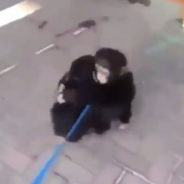 A Heartfelt Reunion Between Chimpanzee Siblings Will Make You Shed a Tear or Two