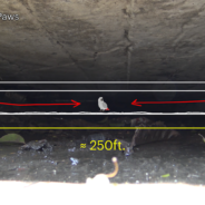 A Rescue Effort Took Three Days To Be Able To Get An African Grey Parrot Out Of The Sewer