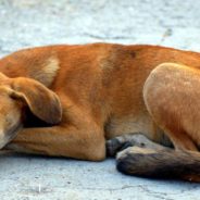 Abandoned 8-Year-Old Dog Had ‘Lost All Hope,’ But New Family Changes That