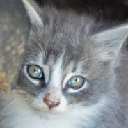 Abandoned Feral Kitten Was ‘A Lot to Handle,’ But is Socialized By Family Cat