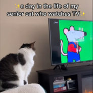 Adorable Senior Cat Won’t Calm Down Unless They Turn On Her Favorite Cartoons