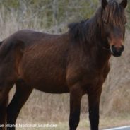 “Aggressive” Assateague Island Wild Horse Finds Refuge At Sanctuary In Texas