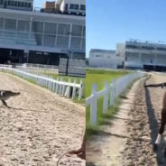 Alligator Made a Surprise Appearance in a US Horse Racetrack