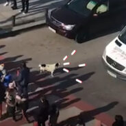 An Adorable Stray Dog is a Good Citizen Who Helps Kids Safely Cross the Street