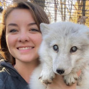 An Arctic Fox Enjoys His Senior Days in a Wildlife Rehabilitation Center