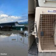 Animal Shelter Swamped By Yellowstone River Flooding Says All its Animals Survived