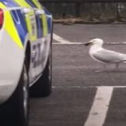 Authorities, Don’t Disturb: Herring Gulls Nesting on a Police Car