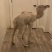 Baby Camel Learns How To Use Her Legs