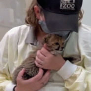 Baby Cheetah Needs A New Friend So The Cincinnati Zoo Adopts A Puppy