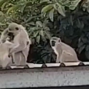 Baby Monkey Receives a Tight Embrace from His Parents on Their Most-Awaited Reunion