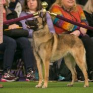 Belgian Malinois