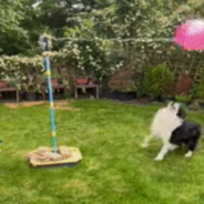 Border Collies Face-Off In Adorable Tetherball Match