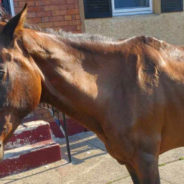 Bought And Abandoned The Same Day, Darien The Horse Has Been Rescued And Is On His Way To Recovery!