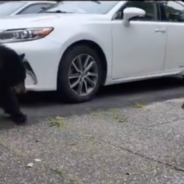 Brave Cat Chases Off Black Bear In Vancouver