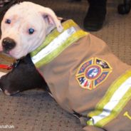 Burned Pit Bull Turned Honorary Firefighter In The Running For American Humane Hero Dog Award