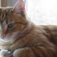 Cat ‘Graduates’ University Alongside His Owner After Attending Zoom Classes