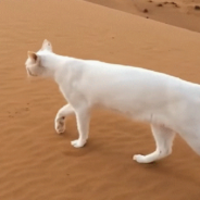 Cat Walking Through Sand Shows How Cats Leave Two Footprints Instead Of Four