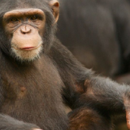 Chimpanzee Star ‘Tonka’ Found Alive After Owner Faked His Death