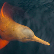 Dams On the Amazon Are Driving Freshwater Dolphins Extinct