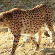 Death of Second Cheetah Cub Causes a Sad Blow to Iran’s Conservation Efforts