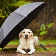 Disaster in the air? Put your dog in good care.