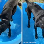 Dog Can’t Curb His Enthusiasm When His Owner Started Filling Up His Paddling Pool