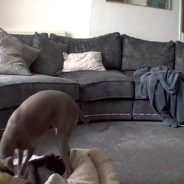 Dog Caught Digging His Bed Apart On Live Camera