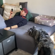 Dog Doesn’t Like Dad’s Screen Time So He Does Something about It