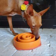 Dog Hiccups: What Causes Them and How to Stop Them