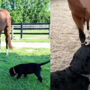 Dog Loves His Buddy So Much and He Thinks He’s a Horse