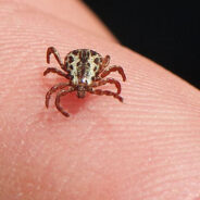 Dog Tick Removal Tips to Easily Prevent Diseases