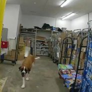 Dog Wandered Away From Home, Entered A Dollar General & Refused To Leave