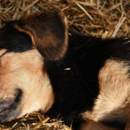 Dogs Running in Their Sleep Might Not Be Caused by Dreams